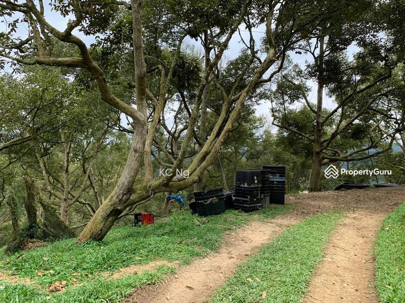 Untuk Dijual - Raub Bentong Pahang Durian Orchard For Sale.