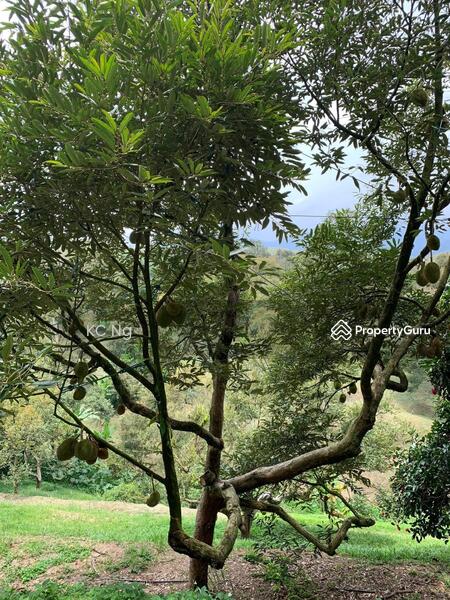 Untuk Dijual - Raub Bentong Pahang Durian Orchard For Sale.