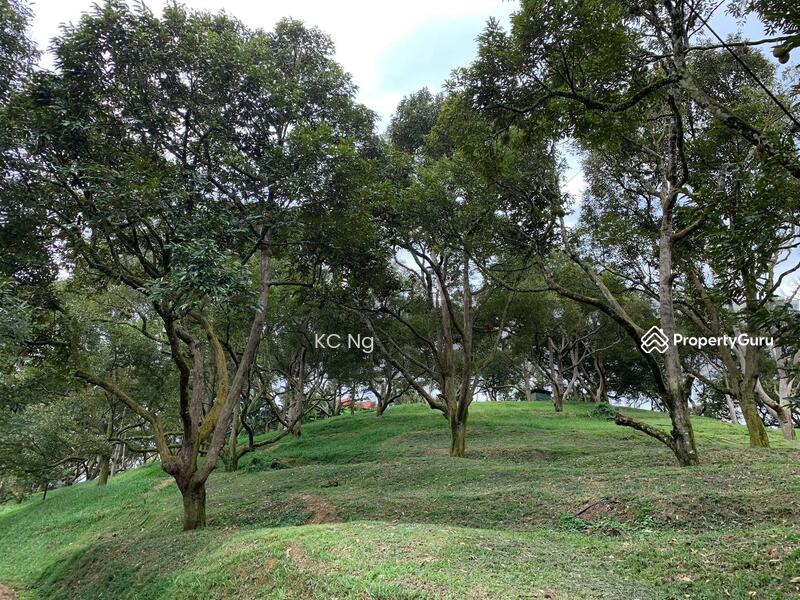 Untuk Dijual - Raub Bentong Pahang Durian Orchard For Sale.