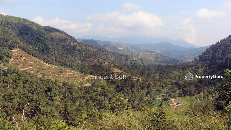 For Sale - Raub Pahang 6acre Durian Land
