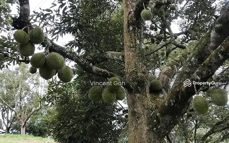 For Sale - Raub Pahang 6acre Durian Land