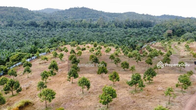 Agricultural Land for Sale in Kuantan (Pahang) - Amelie Tan - PropertyGuru.com.my