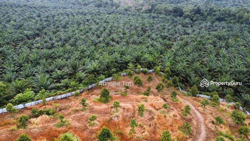 Agricultural Land for Sale in Kuantan (Pahang) - Amelie Tan - PropertyGuru.com.my