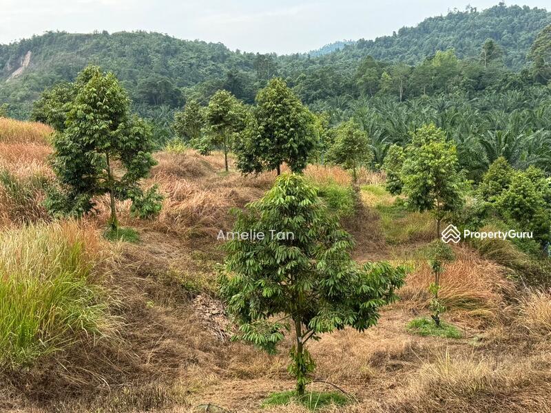 Agricultural Land for Sale in Kuantan (Pahang) - Amelie Tan - PropertyGuru.com.my