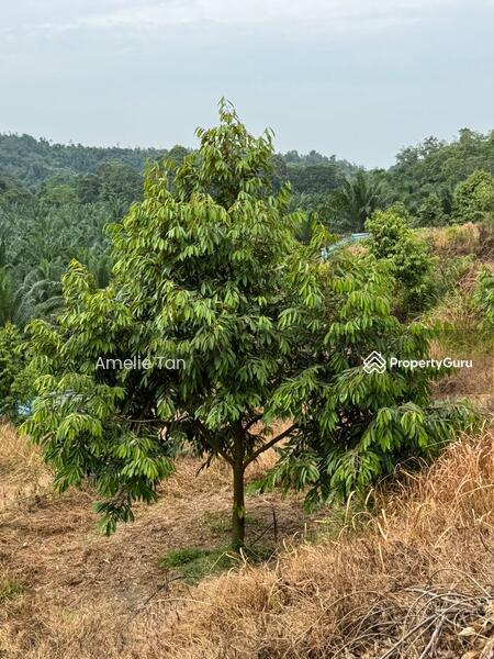 Agricultural Land for Sale in Kuantan (Pahang) - Amelie Tan - PropertyGuru.com.my