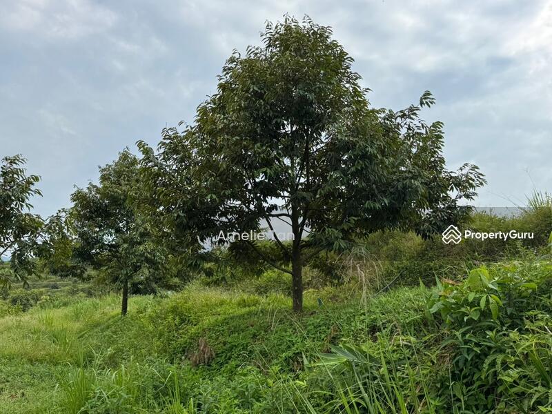 Agricultural Land for Sale in Kuantan (Pahang) - Amelie Tan - PropertyGuru.com.my