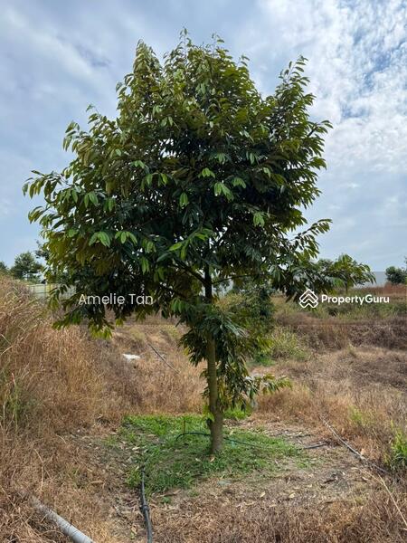 Agricultural Land for Sale in Kuantan (Pahang) - Amelie Tan - PropertyGuru.com.my