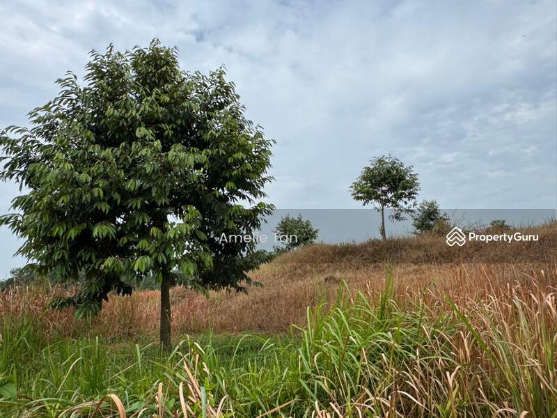 Agricultural Land for Sale in Kuantan (Pahang) - Amelie Tan - PropertyGuru.com.my