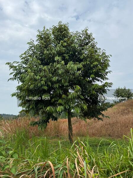 Agricultural Land for Sale in Kuantan (Pahang) - Amelie Tan - PropertyGuru.com.my