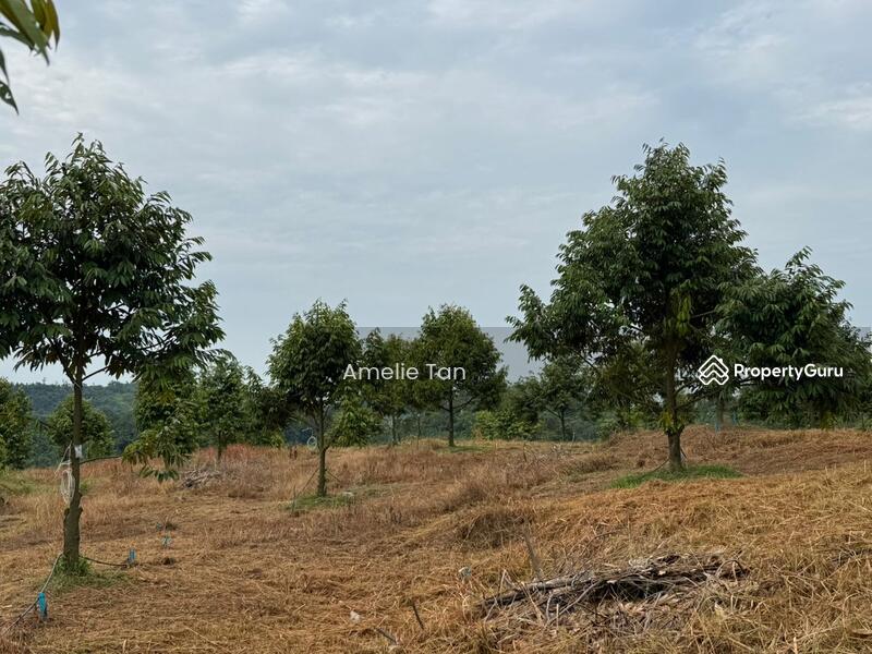 Agricultural Land for Sale in Kuantan (Pahang) - Amelie Tan - PropertyGuru.com.my