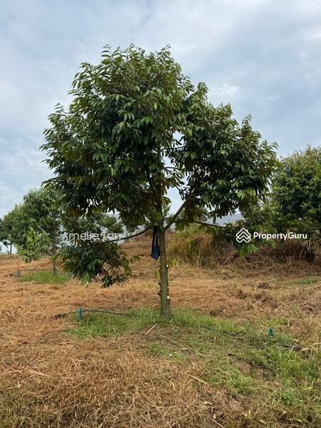Agricultural Land for Sale in Kuantan (Pahang) - Amelie Tan - PropertyGuru.com.my