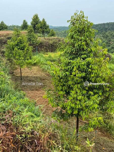 Agricultural Land for Sale in Kuantan (Pahang) - Amelie Tan - PropertyGuru.com.my