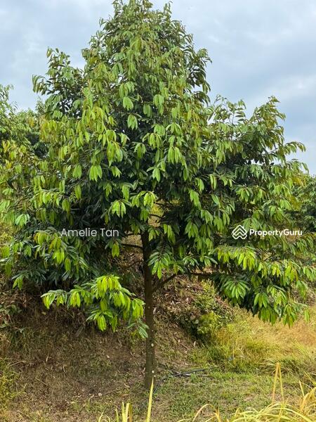 Agricultural Land for Sale in Kuantan (Pahang) - Amelie Tan - PropertyGuru.com.my