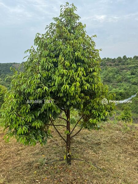 Agricultural Land for Sale in Kuantan (Pahang) - Amelie Tan - PropertyGuru.com.my