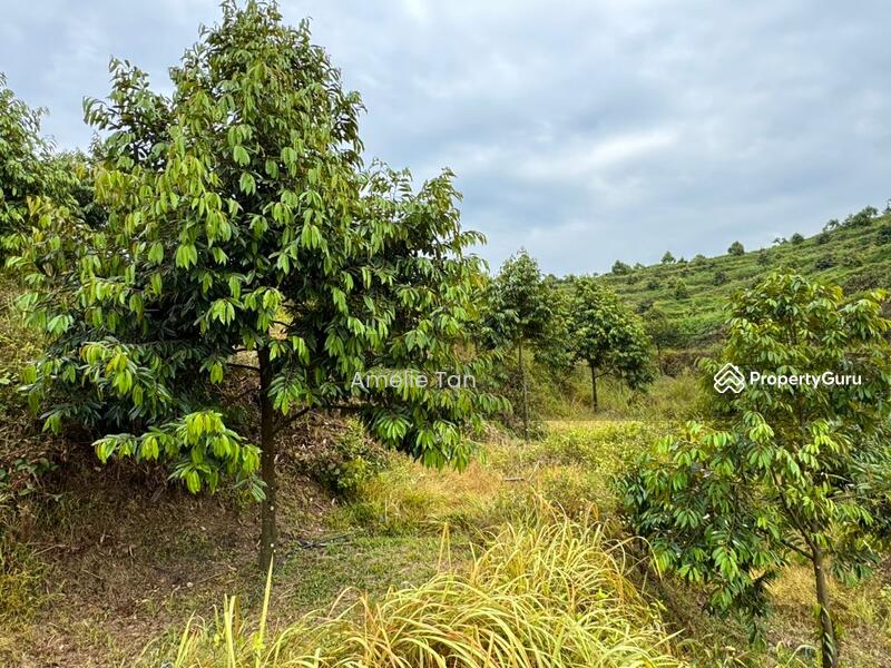 Agricultural Land for Sale in Kuantan (Pahang) - Amelie Tan - PropertyGuru.com.my