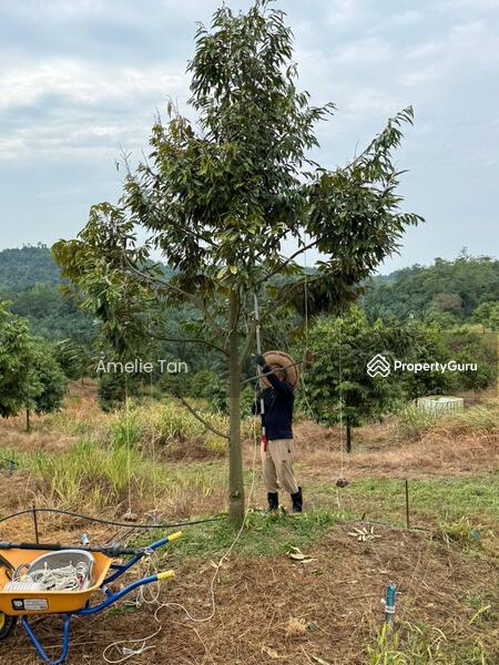 Agricultural Land for Sale in Kuantan (Pahang) - Amelie Tan - PropertyGuru.com.my