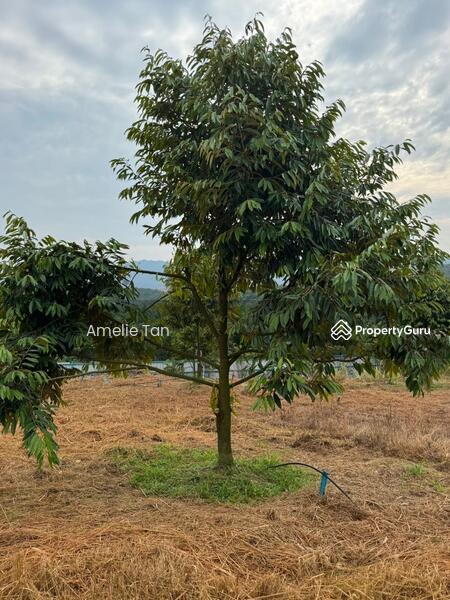 Agricultural Land for Sale in Kuantan (Pahang) - Amelie Tan - PropertyGuru.com.my