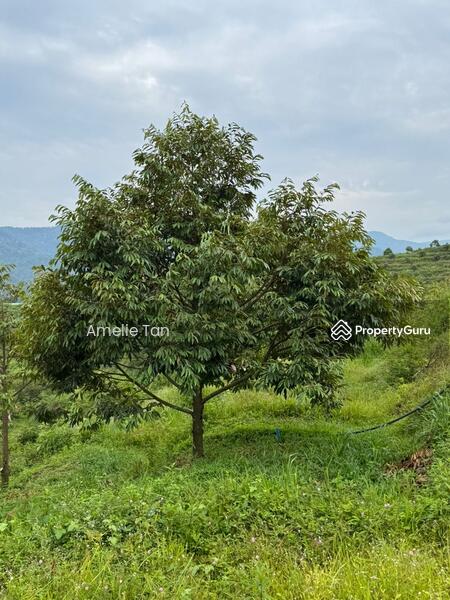 Agricultural Land for Sale in Kuantan (Pahang) - Amelie Tan - PropertyGuru.com.my