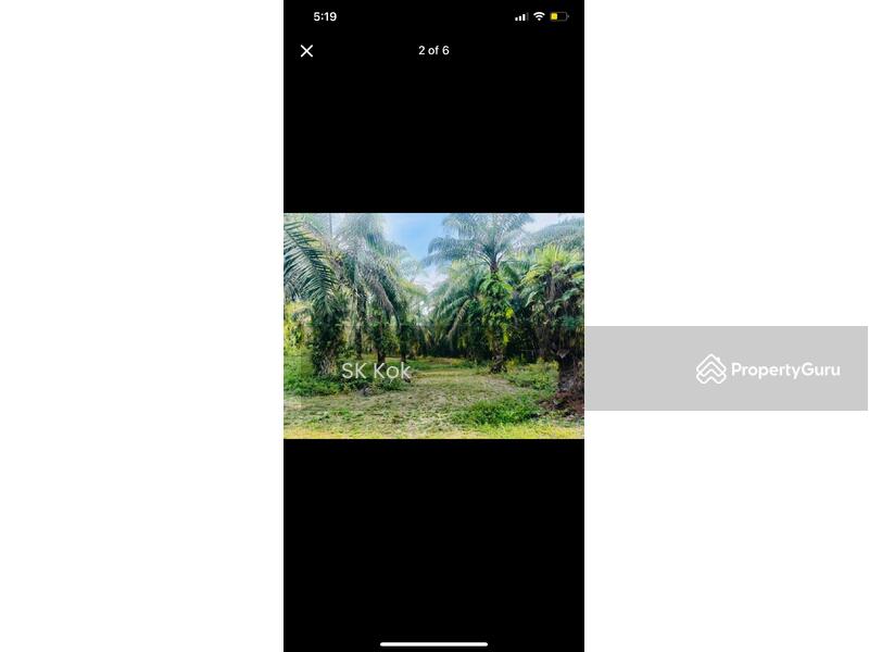 For Sale - Lawan Kuda Kota Bahru