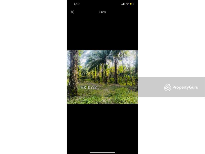 For Sale - Lawan Kuda Kota Bahru