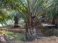 For Sale - Agriculture land at Kampung Tok Besah