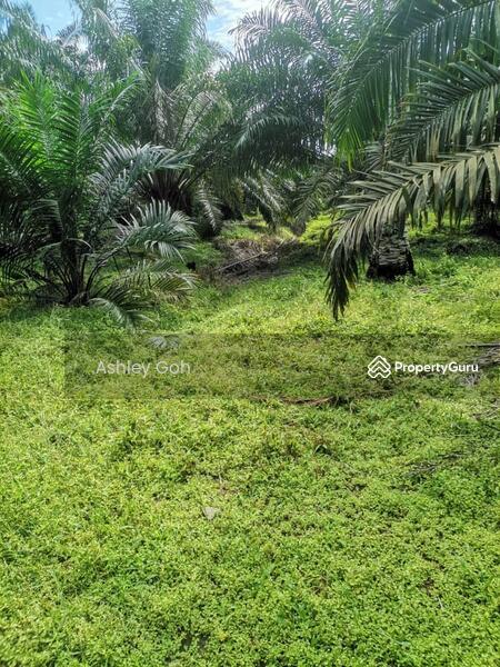 For Sale - 32 acres Main Road 10 Years Oil Palm Kota Tinggi