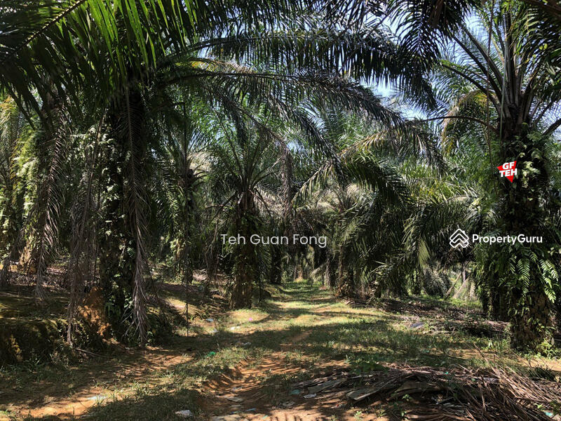 Tanah Pertanian untuk Dijual di Kampung Padang (Kulim) - Teh Guan Fong - PropertyGuru.com.my