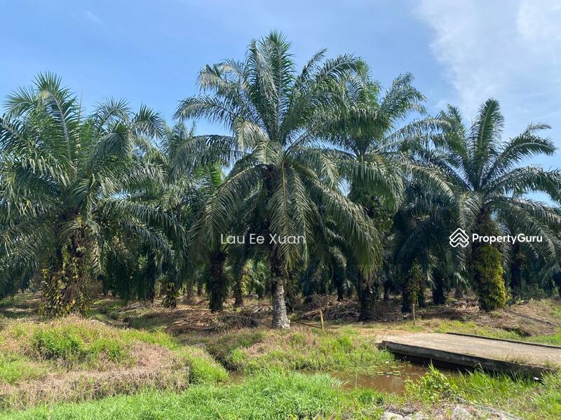 For Sale - Jalan Parit Jalil Roadside Palm Oil Land