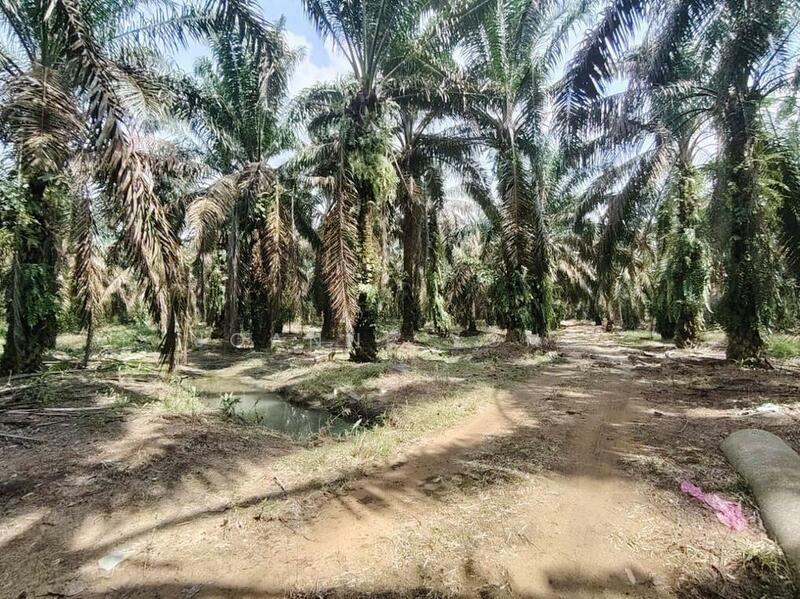 For Sale - 10.4 Acres Oil Palm Agriculture Land @ Layang-Layang, Johor