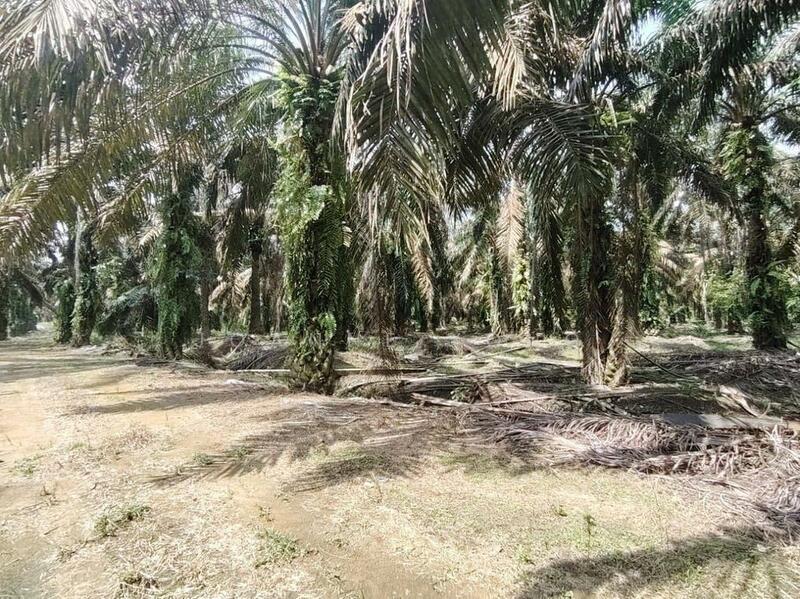 For Sale - 10.4 Acres Oil Palm Agriculture Land @ Layang-Layang, Johor