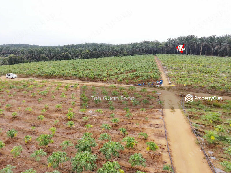 Tanah Pertanian untuk Dijual di Bandar Baharu (Kedah) - Teh Guan Fong - PropertyGuru.com.my
