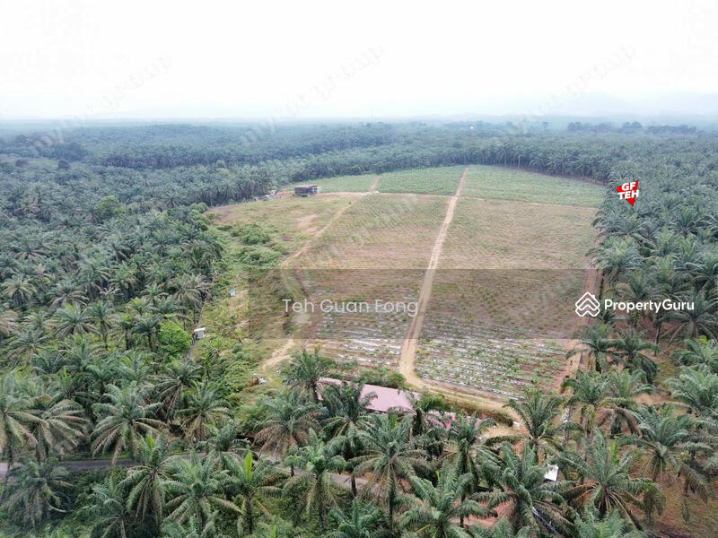 Tanah Pertanian untuk Dijual di Bandar Baharu (Kedah) - Teh Guan Fong - PropertyGuru.com.my