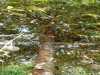 For Sale - Musang King Durian Farm At Kuala Kangsar,Perak For Sale