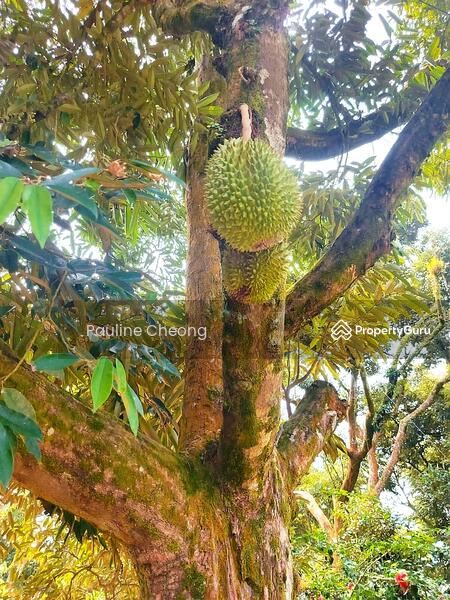 For Sale - Durian Land Musang King Beautiful Estate in Raub