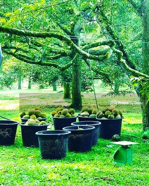 For Sale - Durian Land Musang King Beautiful Estate in Raub
