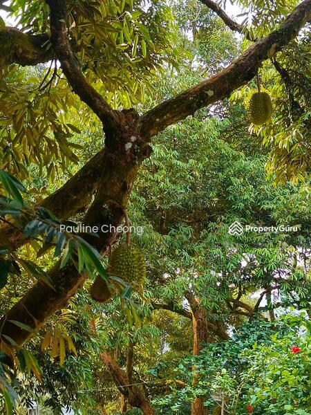 For Sale - Durian Land Musang King Beautiful Estate in Raub