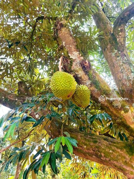 For Sale - Durian Land Musang King Beautiful Estate in Raub