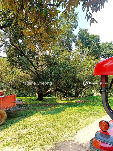 For Sale - Durian Land Musang King Beautiful Estate in Raub