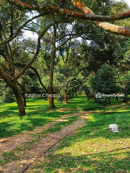 For Sale - Durian Land Musang King Beautiful Estate in Raub