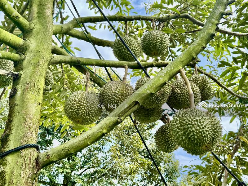 For Sale - Mantin Seremban Negeri Sembilan Durian Farm For Sale.