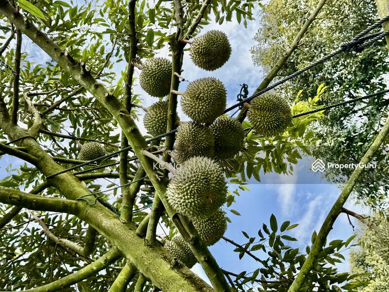 For Sale - Mantin Seremban Negeri Sembilan Durian Farm For Sale.