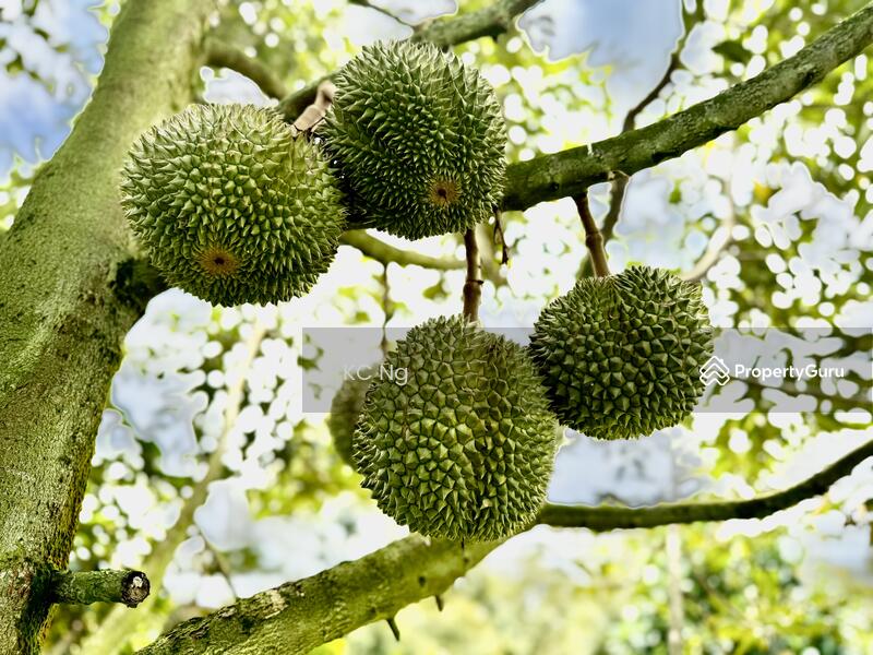 For Sale - Mantin Seremban Negeri Sembilan Durian Farm For Sale.
