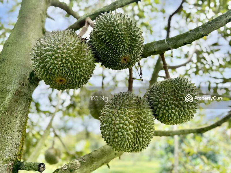 For Sale - Mantin Seremban Negeri Sembilan Durian Farm For Sale.