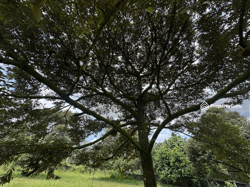 For Sale - Mantin Seremban Negeri Sembilan Durian Farm For Sale.