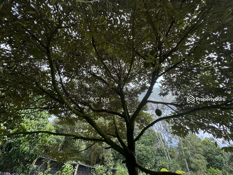 For Sale - Mantin Seremban Negeri Sembilan Durian Farm For Sale.