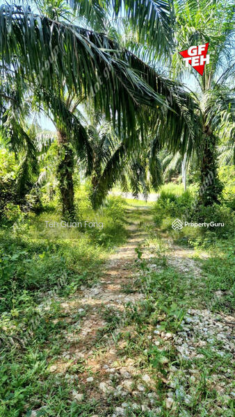 Agricultural Land for Sale in Kampung Banggol Wan Mat (Baling) - Teh Guan Fong - PropertyGuru.com.my