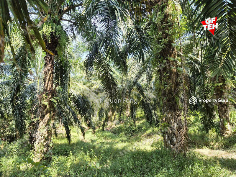 Agricultural Land for Sale in Kampung Banggol Wan Mat (Baling) - Teh Guan Fong - PropertyGuru.com.my