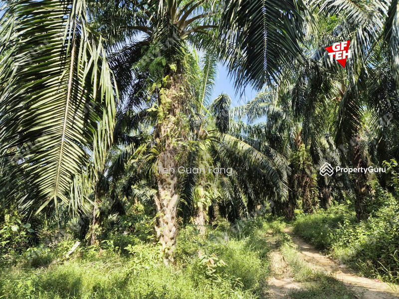 Agricultural Land for Sale in Kampung Banggol Wan Mat (Baling) - Teh Guan Fong - PropertyGuru.com.my