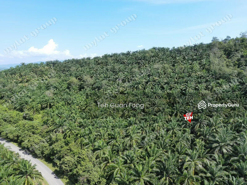 Agricultural Land for Sale in Kampung Banggol Wan Mat (Baling) - Teh Guan Fong - PropertyGuru.com.my