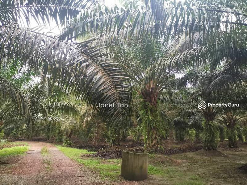 For Sale - Pontian Kampung Jawa Agriculture Land